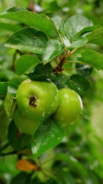 Green apples growing on a tree branch in the garden