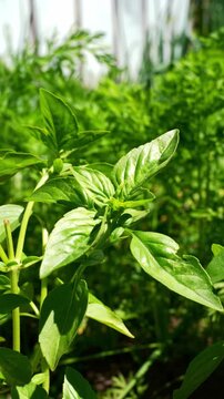 Basil plant growing in a home garden
