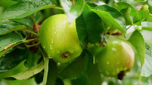 Green apples with dewdrops in a lush garden setting