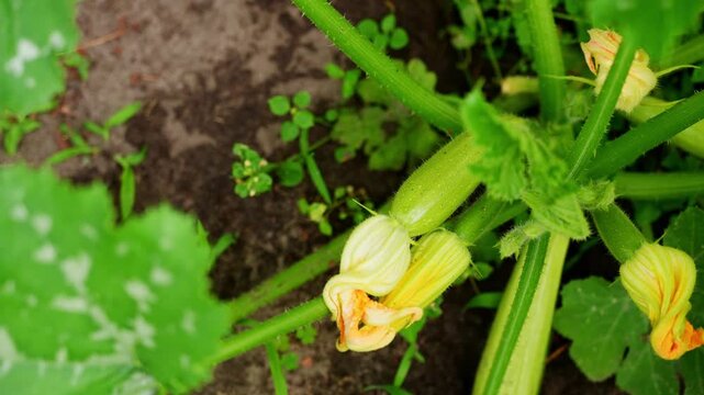 Organic zucchini plant in a thriving home garden