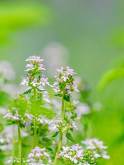 Fototapeta premium 初夏の花壇を彩るコモンタイムのある風景。ハーブのある庭。自然風景素材。縦構図
