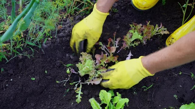 Gardener planting organic greens in rich soil