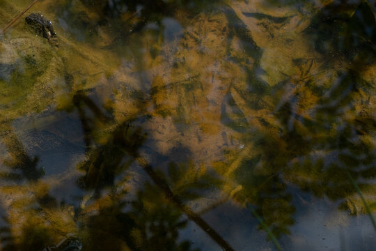 Tree reflections on the murky surface of a shallow mountain pond with a muddy bottom