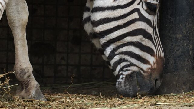 Close up footage of a zebra eating hay, showing detailed stripe patterns and feeding behavior in a naturalistic enclosure