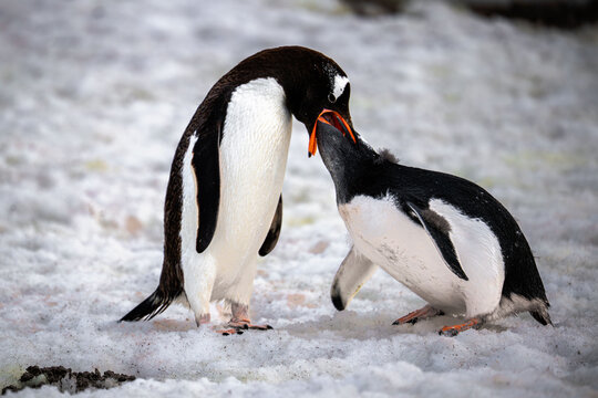 Gentoo penguin feeds its young amid the icy rocks of an Antarctic shoreline.