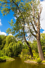 Fototapeta premium Scenic Landscape of a Lush Green Park with a Tranquil Pond and Weeping Willow Tree under a Bright Blue Summer Sky 