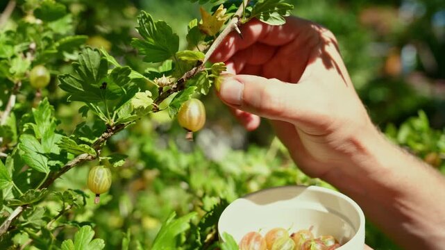 Harvesting homegrown gooseberries in a sunny garden