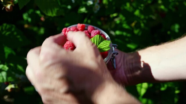 Homegrown berry harvest in garden for healthy living