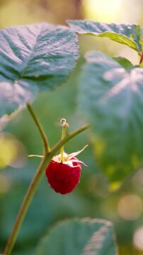 Homegrown raspberry ripening in garden during harvest season