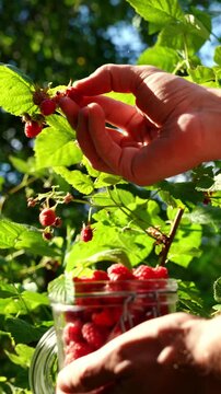 Hand picking homegrown raspberry in sunny garden harvest