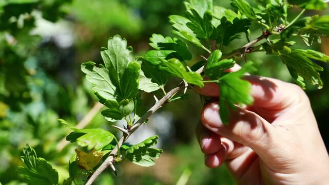 Homegrown gooseberry harvest in garden for healthy living