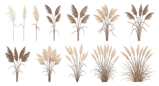 Collection of various pampas grass stalks and bunches in neutral tones, perfect for botanical design and home decor illustrations.