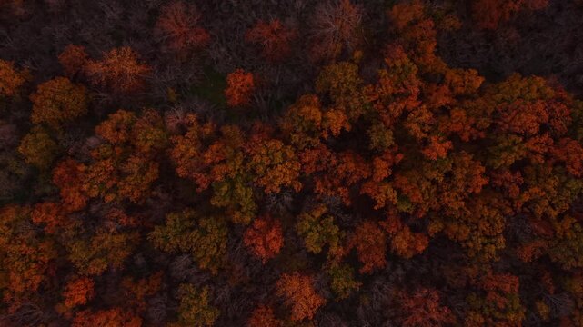 Top down view of autumn tree crowns in dark woodland. Overhead drone shot of orange, yellow and green foliage against bare brown branches.