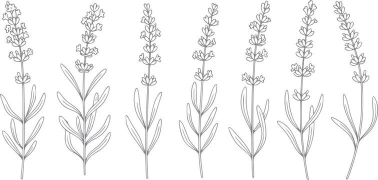 Delicate line of lavender stems