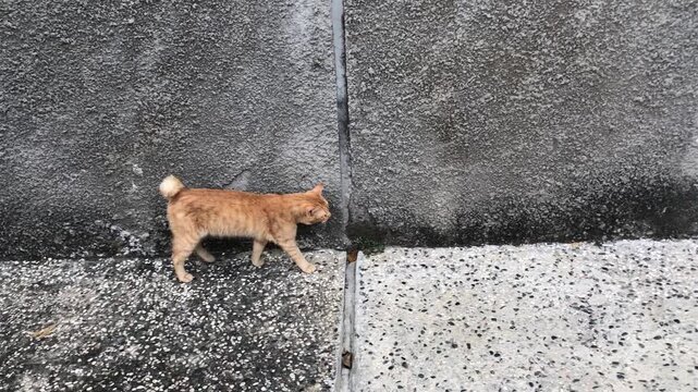 A ginger cat with a fluffy American bobtail walks along a textured wall with distinct sections of dark and light concrete.