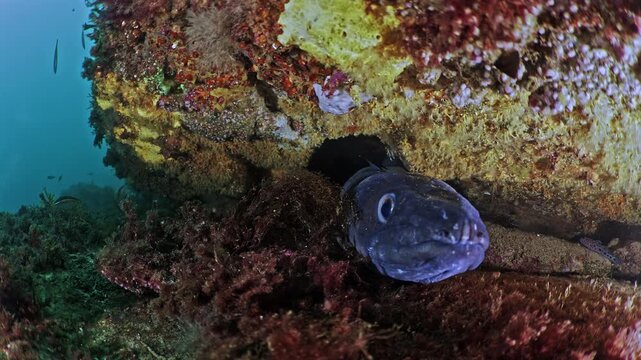 Conger eel hiding in rocky reef crevice underwater