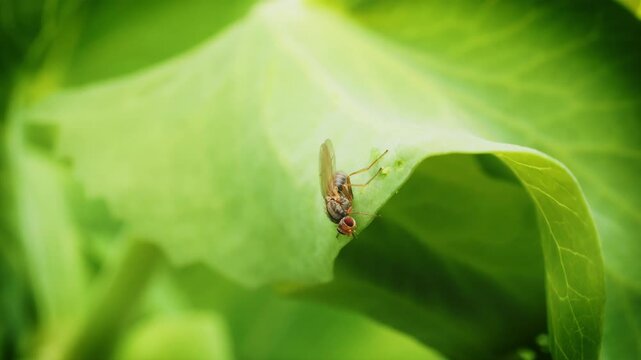 Tiny fly insect resting on large green leaf macro close up slow motion stock footage