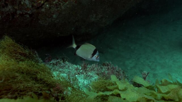 Underwater view of Diplodus vulgaris near rocky reef