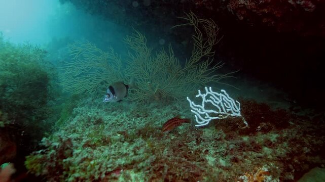 Underwater reef scene with Diplodus vulgaris and gorgonian