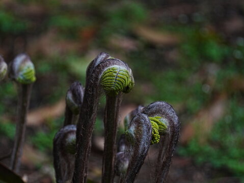 bracken