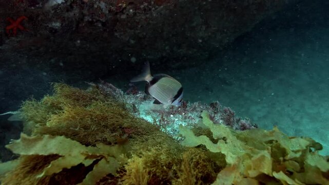Diplodus vulgaris feeding near algae in rocky reef