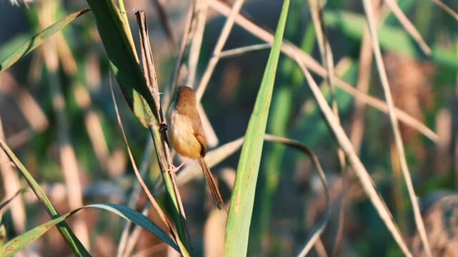 Detailed close up of a small brown bird clinging vertically to a tall grass stem in its natural habitat bathed in soft sunlight.