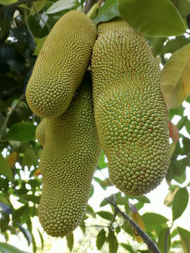 Cempedak is a tropical fruit that is elongated in shape and has small thorns on its skin, similar to jackfruit but generally smaller. This fruit has a very fragrant aroma and sweet, thick, and soft fl