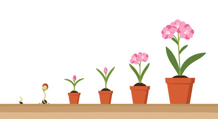 Obraz premium Sequential stages of a pink flower growing from a small seed to a full blooming plant in a terracotta garden pot.