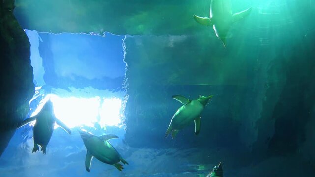 Low angle shot of flock of Gentoo penguins, Pygoscelis Papua, swimming freely underwater. 4K
