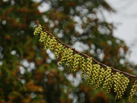 Alnus