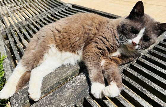 Chat fatigu&eacute;
