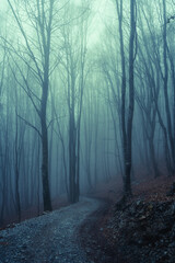 Obraz premium Moody and creepy ambience inside a forest during a foggy day in the mountains