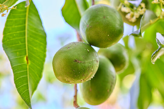 Green Hog Plums on a Branch