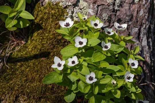 Blooming dwarf cornel or bunchberry (Cornus suecica)