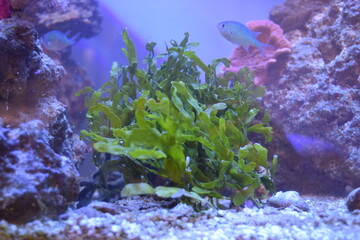 Macroalage and Fish in a Coral Reef © Timo