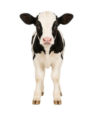 Front view of a black and white dairy calf standing and looking at the camera, isolated on a white background. Young farm animal portrait with an adorable expression, suitable for agriculture © MJ iceberg