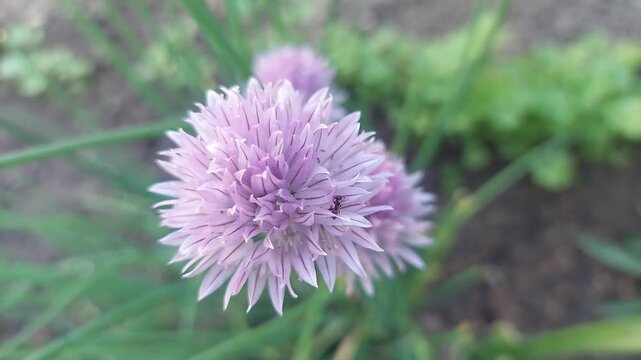 Macro shot of a purple chives flower blooming in the garden with an ant walking on it