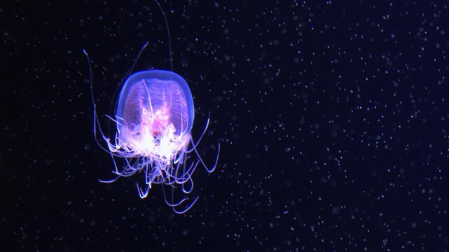 Closeup shot of Spirocodon Saltator, the endemic jellyfish of Japan floating underwater. 4K  