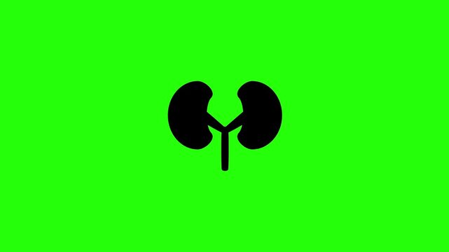 Clean 4K horizontal video showing a pair of biological human kidneys urinary organ silhouettes bouncing. High quality nephrology surgery layout asset.
