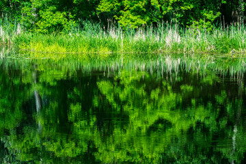 Obraz premium Reflections on the river on a sunny summer day.