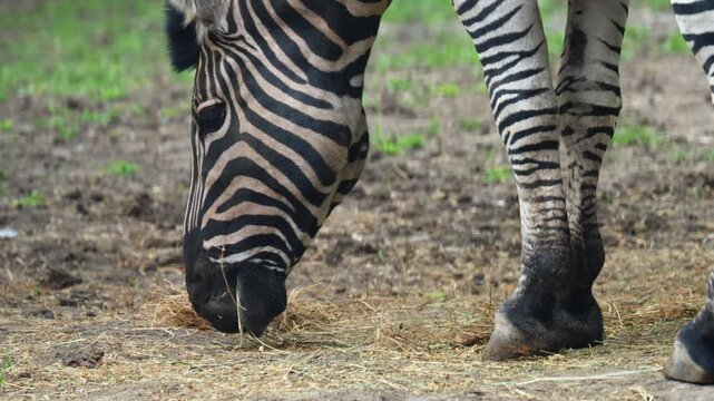 A zebra lowers its head to graze on the ground, calmly feeding in a zoo environment