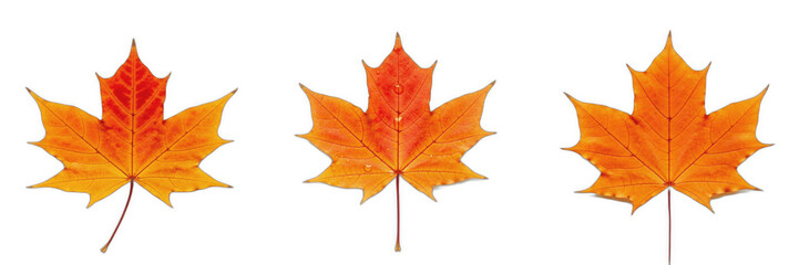 Obraz premium Set of Vibrant Autumn Maple Leaves - Three Beautiful Orange and Red Fall Leaves Isolated on White Background for Seasonal Design, Thanksgiving, Nature, and Forest Foliage Concepts