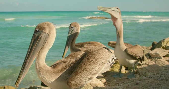 Brown pelicans standing on rocks next to the turquoise sea in sunny Mexico