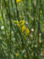 bellezza della natura in giardino