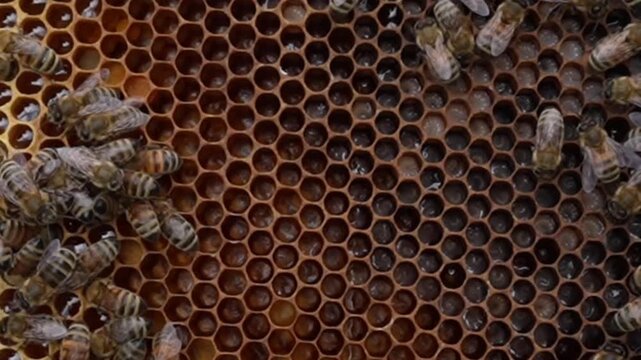 bees on honeycomb