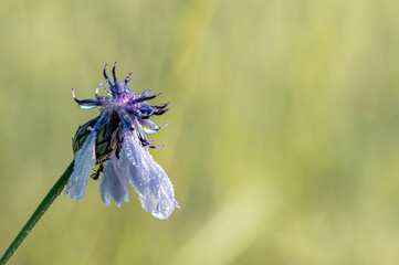 Chaber bławatek - Centaurea cyanus. Cornflower. © tom