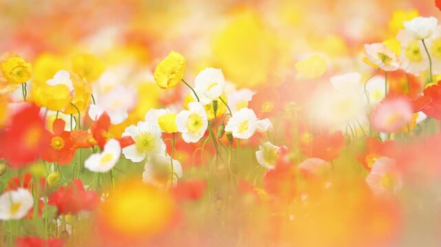 カラフルなポピーの花