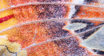Naklejka na ściany i meble Macro texture of a giant atlas moth wing with orange and black patterns