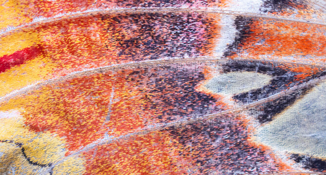Macro texture of a giant atlas moth wing with orange and black patterns