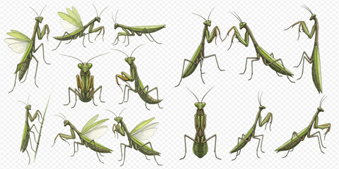 Praying mantis in various poses, a collection of green insect illustrations on a transparent background. © Ytaja